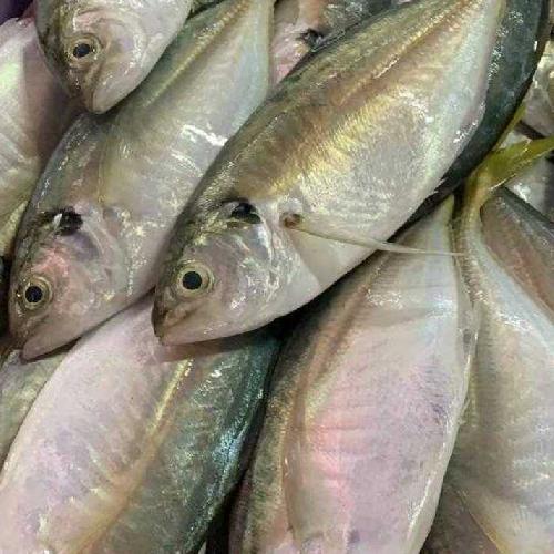 Ikan Kembung Banjar