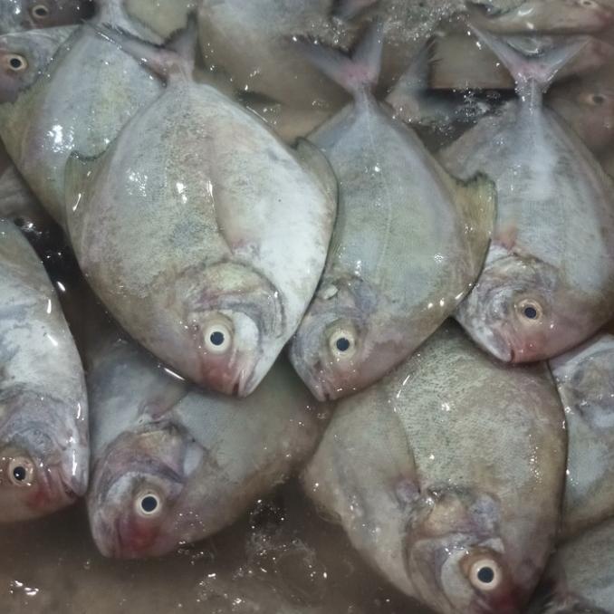 Ikan Bawal Laut